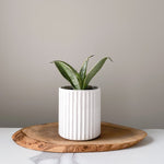 Load image into Gallery viewer, Carved Planters
