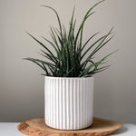 Load image into Gallery viewer, Carved Speckle Planters
