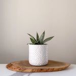Load image into Gallery viewer, Pebble Carved Planters
