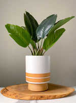 Load image into Gallery viewer, 4 Inch Stripe Speckle Planter
