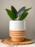 Load image into Gallery viewer, 7 Inch Stripe Speckle Planter
