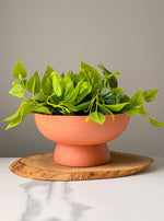 Load image into Gallery viewer, 10 Inch Terra Cotta Dish Planter
