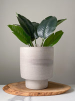 Load image into Gallery viewer, 7 Inch Granite Planter

