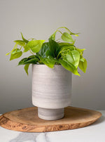 Load image into Gallery viewer, 5 Inch Granite Planter
